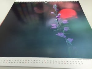 Rapp-Druck-Kalender-Blume